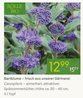 Bartblume im Pflanzen Kölle Prospekt Bartblume von Kölle Bio im aktuellen Pflanzen Kölle Prospekt für 12,99 €