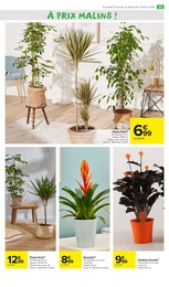 Offre Plante En Pot dans le catalogue Carrefour Market du moment à la page 35