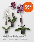 Aktuelles Orchideen Phalaenopsis Angebot bei tegut in Nürnberg ab 9,99 €