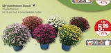 Chrysanthemen Busch im Angebot bei V-Markt in München Chrysanthemen Busch Angebote bei V-Markt München für 5,99 €