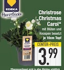 Aktuelle Pflanzen Angebote bei EDEKA in Ingolstadt Aktuelles Christrose „Christmas Carol“ Angebot bei EDEKA in Ingolstadt ab 3,99 €