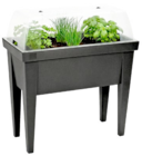 Küchenkräuter bei Thomas Philipps im Bramsche Prospekt für 1,99 €