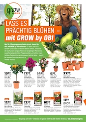 Palme im OBI Prospekt in Konstanz Aktueller OBI Prospekt mit Palme, "FÜRS PFLANZEN GEMACHT.", Seite 6