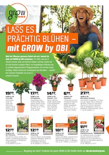 Zimmerpflanzen im aktuellen OBI Prospekt (Duisburg) Zimmerpflanzen im OBI Prospekt "FÜRS PFLANZEN GEMACHT." mit 12 Seiten (Duisburg)