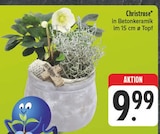 Christrose Angebot in Dippoldiswalde Christrose im aktuellen Prospekt bei EDEKA in Dippoldiswalde