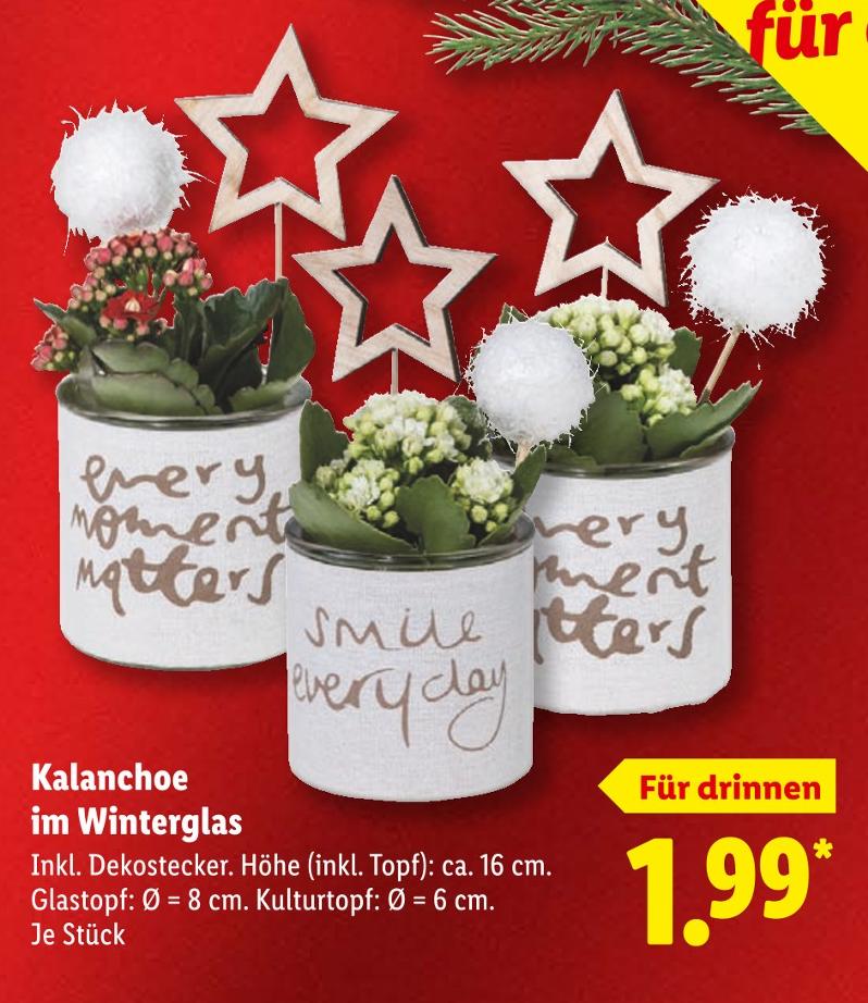 Kalanchoe im Winterglas