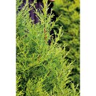 Cyprès de Leyland en promo chez Carrefour Créteil à 4,99 €