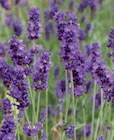 Lavendel im Angebot bei toom Baumarkt in Leverkusen Lavendel Angebote bei toom Baumarkt Leverkusen für 8,99 €