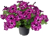 Gartennelke Oscar Angebote von REWE Beste Wahl bei REWE Mettmann für 1,99 €