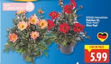 Dahlien XL von EDEKA Heimatliebe für 5,99 € bei E center im Angebot Dahlien XL von EDEKA Heimatliebe im aktuellen E center Prospekt