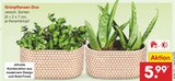 Grünpflanzen Duo im Angebot bei Netto Marken-Discount in Ulm Grünpflanzen Duo Angebote bei Netto Marken-Discount Ulm für 5,99 €
