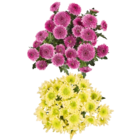 Aktuelles Chrysanthemen Angebot bei Netto Marken-Discount in Wuppertal ab 2,49 €
