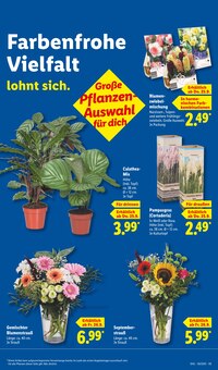 Pflanzen im aktuellen Lidl Prospekt (Paderborn) Pflanzen im Lidl Prospekt "LIDL LOHNT SICH" mit 68 Seiten (Paderborn)