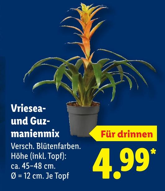 Vriesea- und Guzmanienmix