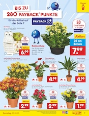 Aktueller Netto Marken-Discount Prospekt mit Chrysantheme, "Aktuelle Angebote", Seite 7