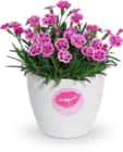 STAUDEN-NELKE "PINK KISSES" im Angebot bei OBI in Kaiserslautern STAUDEN-NELKE "PINK KISSES" Angebote bei OBI Kaiserslautern für 2,49 €