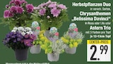 Chrysanthemen "Belissima Davinci" oder Astern Trio im aktuellen EDEKA Prospekt für 2,99 €