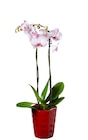 Orchidée 2 tiges en pot céramique - Lidl à Dijon Orchidée 2 tiges en pot céramique en promo chez Lidl Dijon à 9,99 €