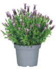 Aktuelle Lavendel Angebote bei toom Baumarkt in Berlin Aktuelles Schopflavendel Angebot bei toom Baumarkt in Berlin ab 3,99 €