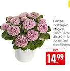 EDEKA Raunheim - Gartenhortensien Magical Angebot im Prospekt Gartenhortensien Magical bei EDEKA im Raunheim Prospekt für 14,99 €