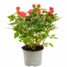 Promo Mini Rosier à 4,66 € dans le catalogue Botanic à Grand Menil