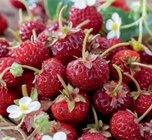 Erdbeerpflanzen im Angebot bei toom Baumarkt in Mönchengladbach Erdbeerpflanzen Angebote bei toom Baumarkt Mönchengladbach für 0,99 €