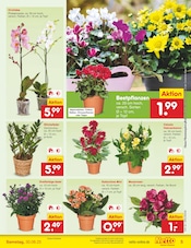 Ähnliche Angebote wie Gurkenpflanze im Prospekt "Aktuelle Angebote" auf Seite 5 von Netto Marken-Discount in Paderborn