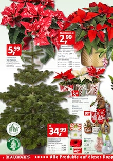 Amaryllis Angebot im BAUHAUS Prospekt, gültig von 01.11.2025 bis 29.11.2025 Amaryllis Angebot im aktuellen BAUHAUS Prospekt auf Seite 8