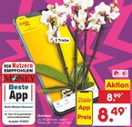 Angebot im Netto Marken-Discount Bestensee Prospekt Netto Marken-Discount Bestensee Prospekt mit im Angebot für 8,49 €
