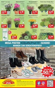 Pflanzen im Zimmermann Prospekt "Aktuelle Angebote" mit 10 Seiten (Bremen)