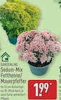 Sedum-Mix Fetthenne/Mauerpfeffer im Angebot bei ALDI Nord in Potsdam Sedum-Mix Fetthenne/Mauerpfeffer Angebote von GARDENLINE bei ALDI Nord Potsdam für 1,99 €