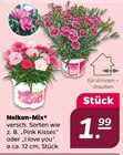 Nelken-Mix im Netto mit dem Scottie Prospekt Nelken-Mix im aktuellen Netto mit dem Scottie Prospekt für 1,99 €