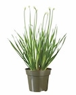 Aktuelle Blumen Angebote bei Lidl in Stuttgart Aktuelles Zierlauch Angebot bei Lidl in Stuttgart ab 5,99 €