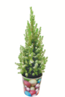 Aktuelles Koniferen im Weihnachtstopf Angebot bei toom Baumarkt in Aachen ab 4,99 €