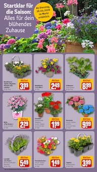 Blumen im REWE Prospekt "Dein Markt" mit 32 Seiten (Rostock)
