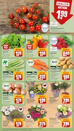 Pilze im REWE Prospekt in Erlangen Aktueller REWE Prospekt mit Pilze, "Dein Markt", Seite 11