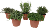Italienische Kräuter von Grow by Obi für 2,99 € bei OBI im Angebot Italienische Kräuter von Grow by Obi im aktuellen OBI Prospekt