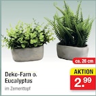 Deko-Farn o. Eucalyptus im Angebot bei Zimmermann in Hildesheim Deko-Farn o. Eucalyptus Angebote bei Zimmermann Hildesheim für 2,99 €