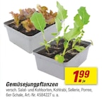 Jungpflanzen im toom Baumarkt Prospekt Gemüsejungpflanzen im aktuellen toom Baumarkt Prospekt für 1,99 €