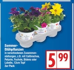 Sommer-Blühpflanzen für 5,99 € bei EDEKA im Angebot Sommer-Blühpflanzen im aktuellen EDEKA Prospekt