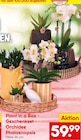 Plant in a Box - Geschenkset - Orchidee Phalaenopsis Angebote bei Netto Marken-Discount Salzgitter für 59,99 €