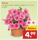 Petunie im Angebot bei Netto Marken-Discount in Dorsten Petunie Angebote bei Netto Marken-Discount Dorsten für 4,99 €