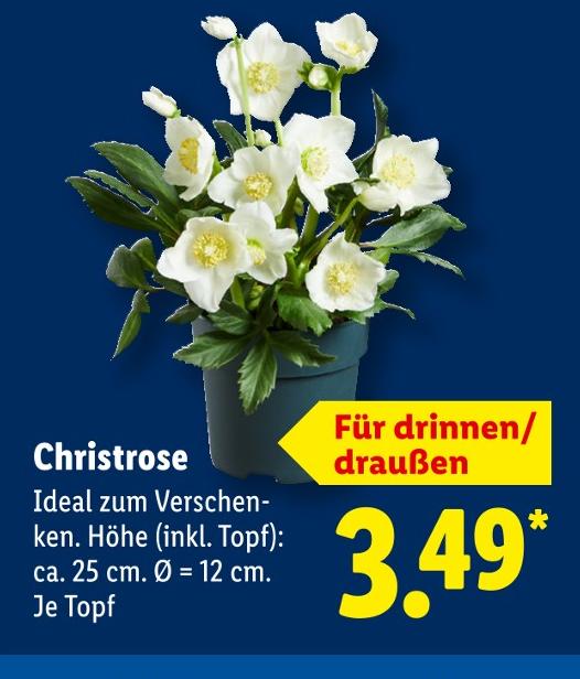 Christrose