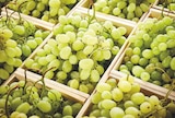 Raisin Blanc en promo chez Netto Raisin Blanc dans le catalogue Netto