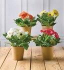 Gerberas en promo chez Super U Clermont-Ferrand à 3,99 €
