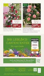 Pflanzen Kölle Dipladenia im Prospekt 