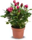 Rosen im Netto Marken-Discount Prospekt Rosen von im aktuellen Netto Marken-Discount Prospekt für 2,29 €