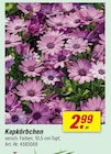 Kapkörbchen  im aktuellen toom Baumarkt Prospekt für 2,99 €