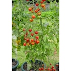 Plant de tomates en promo chez Carrefour Market Vitry-sur-Seine à 3,99 €