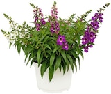 Aktuelle Blumen Angebote bei Penny in Bremen Aktuelles Engelsgesicht Angebot bei Penny in Bremen ab 3,99 €